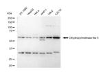 CRMP5 Antibody in Western Blot (WB)