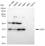 E2F6 Antibody in Western Blot (WB)