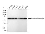 EHD1 Antibody in Western Blot (WB)