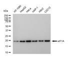 eIF1AX Antibody in Western Blot (WB)