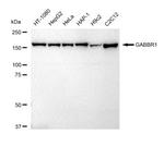 GABBR1 Antibody in Western Blot (WB)