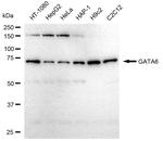 GATA6 Antibody in Western Blot (WB)