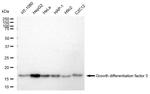 GDF3 Antibody in Western Blot (WB)