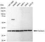 Fibrillarin Antibody in Western Blot (WB)