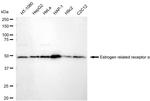 ESRRA Antibody in Western Blot (WB)