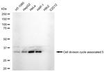 CDCA5 Antibody in Western Blot (WB)