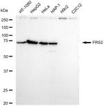 FRS2 Antibody in Western Blot (WB)