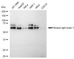 KLC1 Antibody in Western Blot (WB)