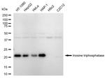 ITPA Antibody in Western Blot (WB)