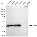 ITPK1 Antibody in Western Blot (WB)