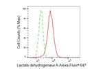 LDHA Antibody in Flow Cytometry (Flow)