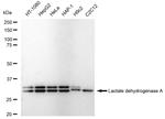 LDHA Antibody in Western Blot (WB)