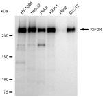 IGF2R Antibody in Western Blot (WB)