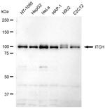 ITCH Antibody in Western Blot (WB)