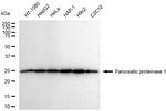 eIF3b Antibody in Western Blot (WB)