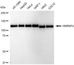 hnRNP U Antibody in Western Blot (WB)