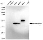 HOXA5 Antibody in Western Blot (WB)