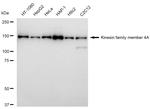 KIF4A Antibody in Western Blot (WB)