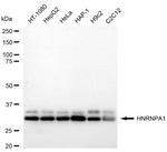 hnRNP A1 Antibody in Western Blot (WB)