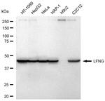 LFNG Antibody in Western Blot (WB)