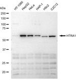 HTRA1 Antibody in Western Blot (WB)