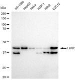 LHX2 Antibody in Western Blot (WB)