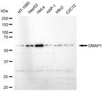 DMAP1 Antibody in Western Blot (WB)