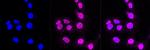 Fyn Antibody in Immunocytochemistry (ICC/IF)