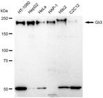 GLI3 Antibody in Western Blot (WB)