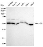 LOX Antibody in Western Blot (WB)