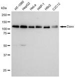 DAXX Antibody in Western Blot (WB)