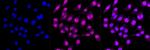 Angiopoietin 1 Antibody in Immunocytochemistry (ICC/IF)