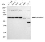 Angiopoietin 1 Antibody in Western Blot (WB)