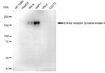 ErbB4 Antibody in Western Blot (WB)