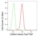 CaMKI Antibody in Flow Cytometry (Flow)