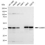 CaMKI Antibody in Western Blot (WB)