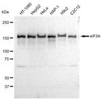 eIF3a Antibody in Western Blot (WB)