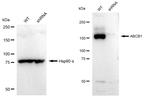 P-Glycoprotein Antibody