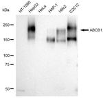 P-Glycoprotein Antibody in Western Blot (WB)