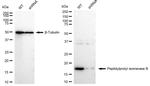 Cyclophilin B Antibody