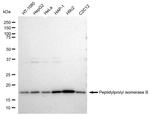 Cyclophilin B Antibody in Western Blot (WB)