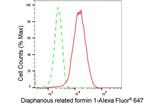 DIAPH1 Antibody in Flow Cytometry (Flow)