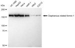 DIAPH1 Antibody in Western Blot (WB)