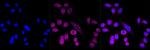 NUP155 Antibody in Immunocytochemistry (ICC/IF)