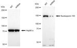 NUP155 Antibody