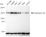 NUP155 Antibody in Western Blot (WB)