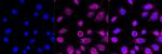 Calreticulin Antibody in Immunocytochemistry (ICC/IF)