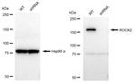 ROCK2 Antibody