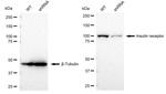 INSR Antibody