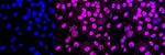 DNA-PK Antibody in Immunocytochemistry (ICC/IF)